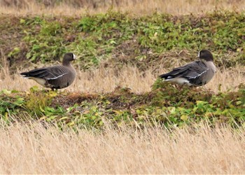 Lesser White-fronted Goose Izunuma Sun, 12/10/2023