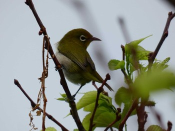 Warbling White-eye Yoron Island Tue, 10/16/2018