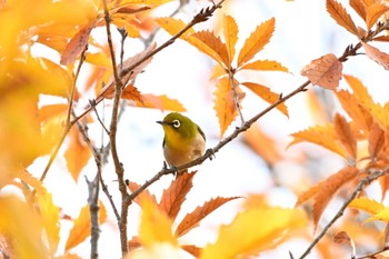 メジロ 馬見丘陵公園 2023年12月9日(土)