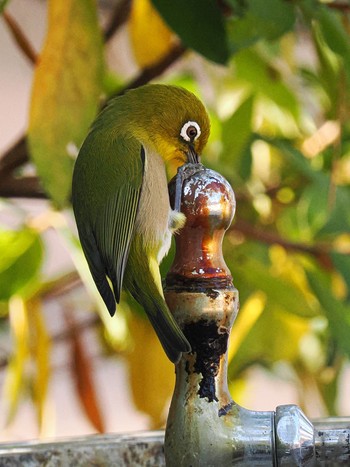 Warbling White-eye 西宮市 広田山公園 Sat, 12/9/2023