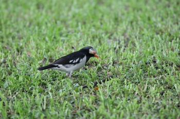 Siamese Pied Myna ルンピニー公園 Sat, 10/13/2018