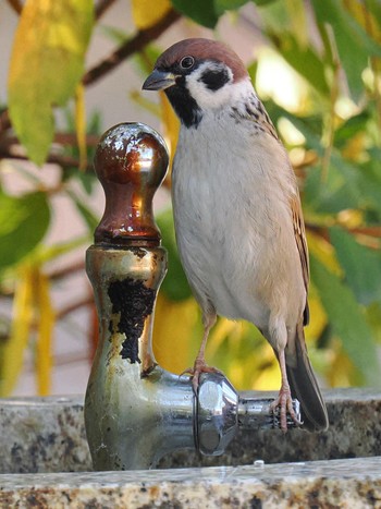 Eurasian Tree Sparrow 兵庫県西宮市 広田山公園 Sat, 12/9/2023