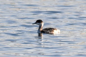 ミミカイツブリ ふなばし三番瀬海浜公園 2023年12月9日(土)