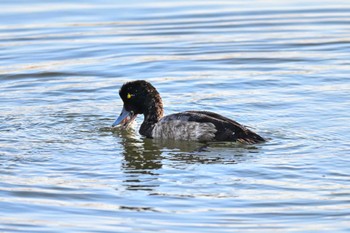 スズガモ ふなばし三番瀬海浜公園 2023年12月9日(土)