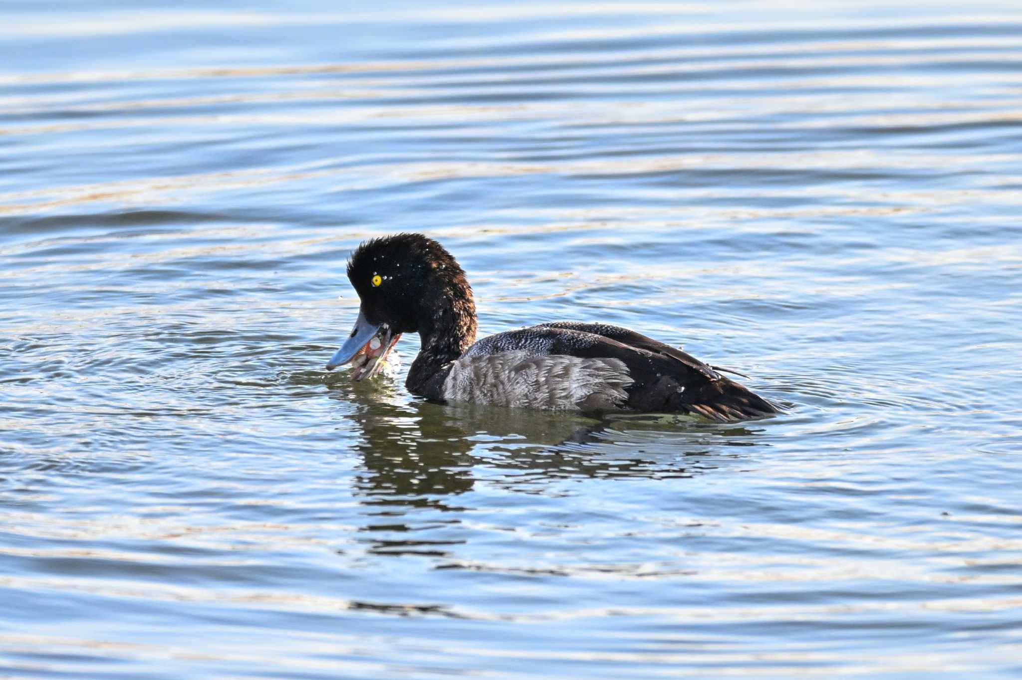 Greater Scaup