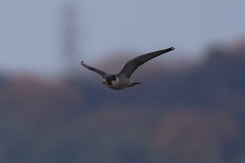 ハヤブサ 米子水鳥公園 2023年12月3日(日)