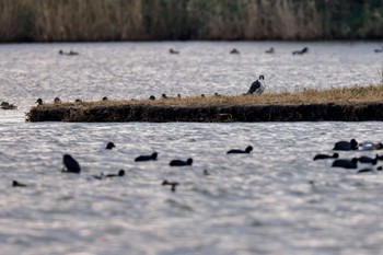 ハヤブサ 米子水鳥公園 2023年12月3日(日)