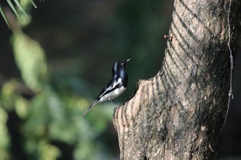 Oriental Magpie-Robin ルンピニー公園 Sat, 10/13/2018