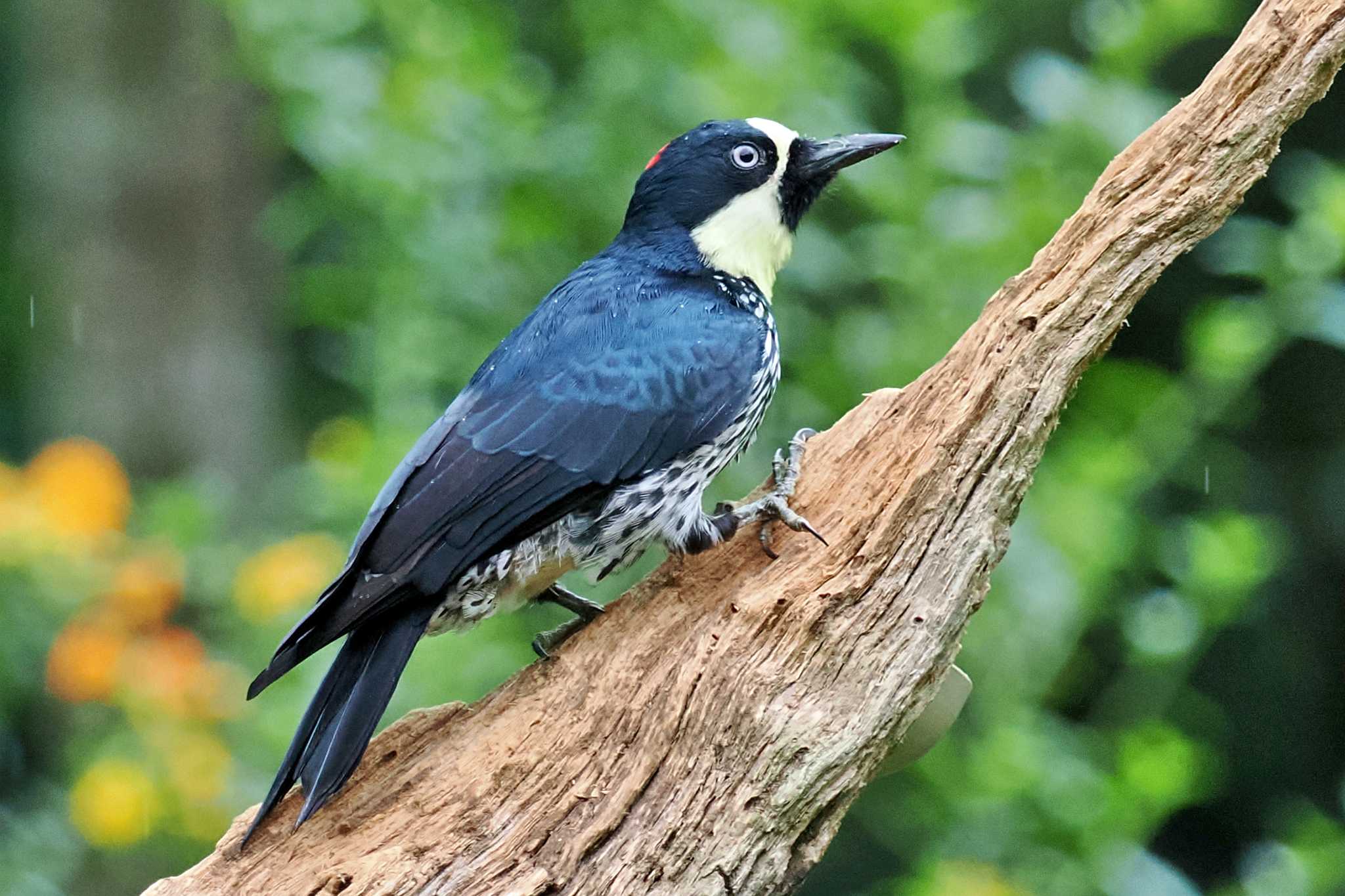 Photo of Acorn Woodpecker at コロンビア by 藤原奏冥