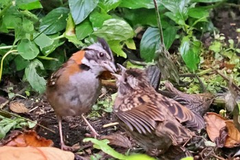 Rufous-collared Sparrow コロンビア Thu, 12/7/2023