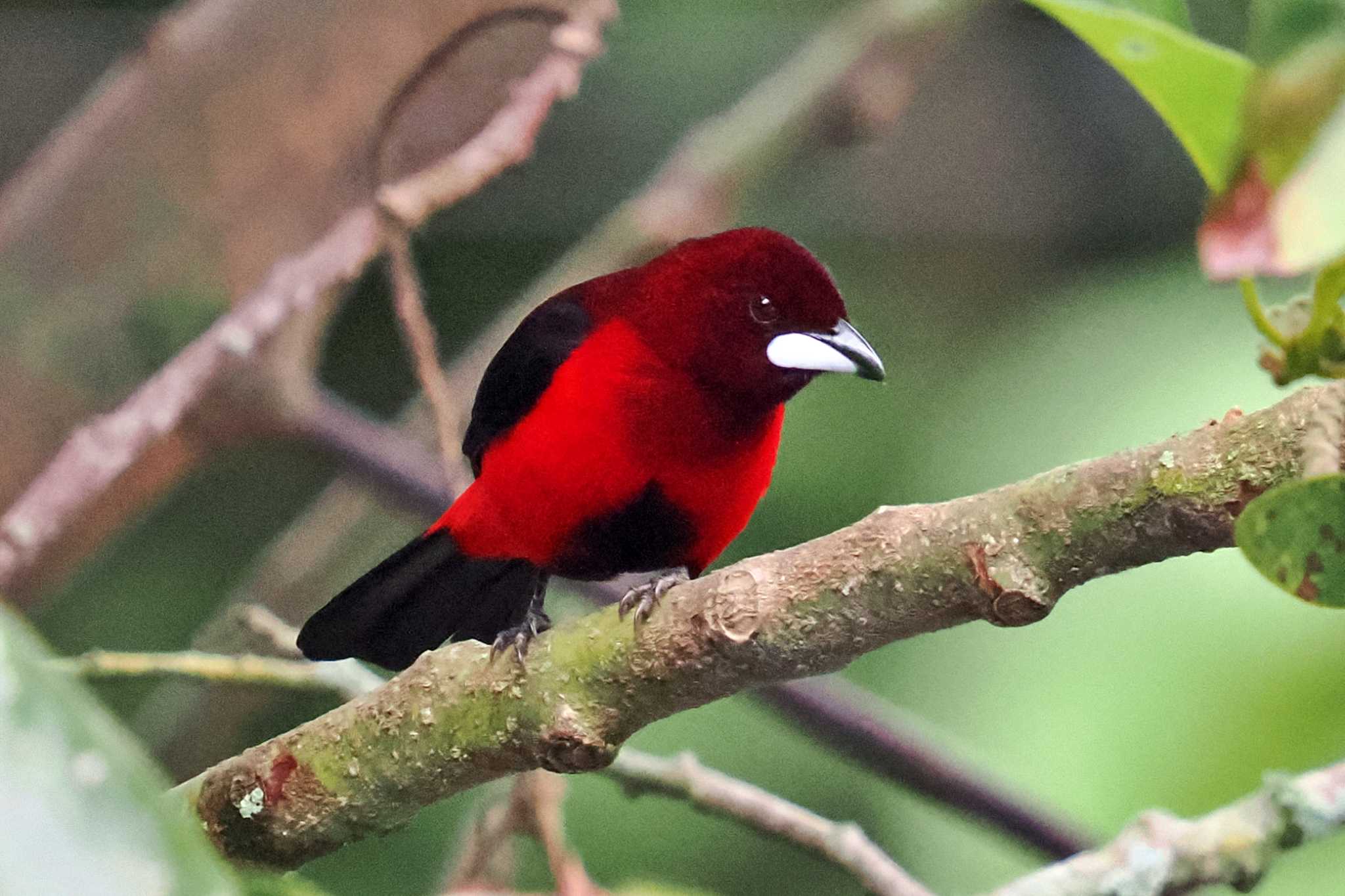 Photo of Crimson-backed Tanager at コロンビア by 藤原奏冥