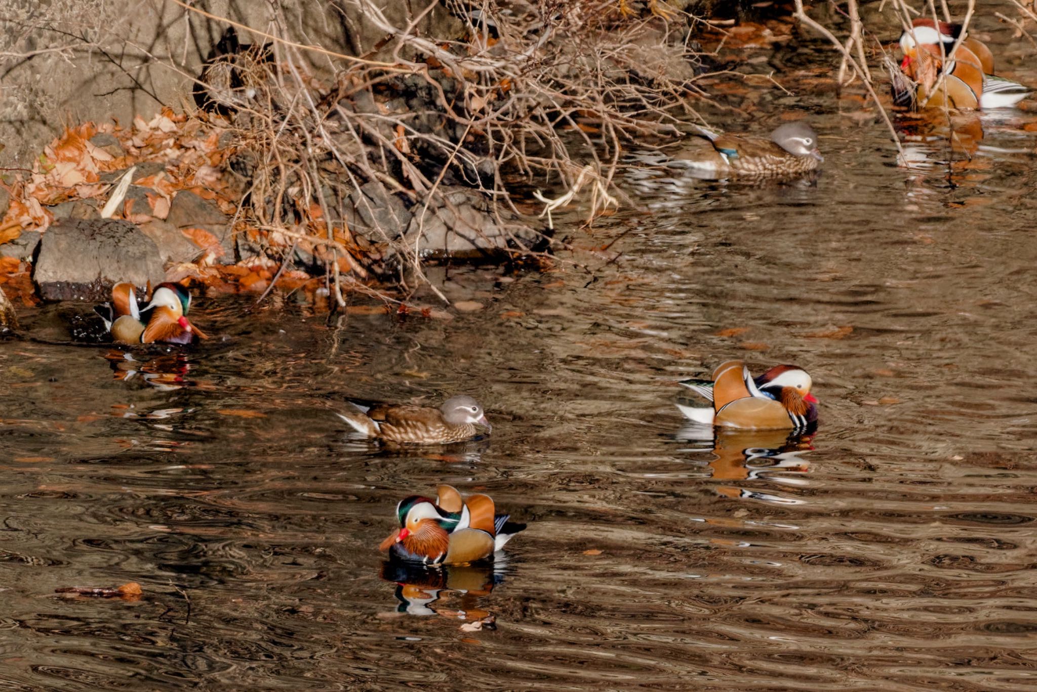 Mandarin Duck