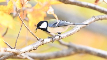 シジュウカラ 馬見丘陵公園 2023年12月9日(土)