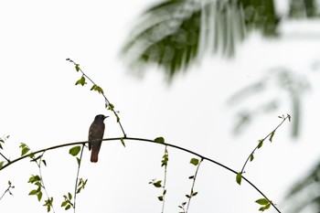 Maroon Oriole 雲南省 Sun, 12/3/2023