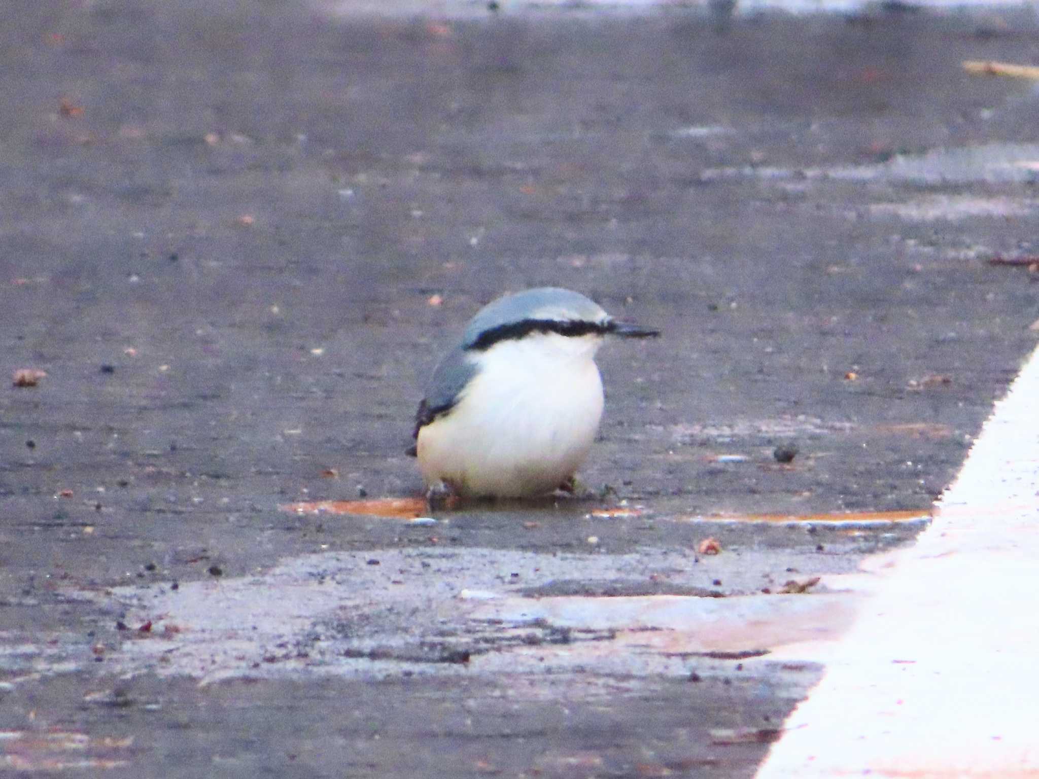 ゴジュウカラ