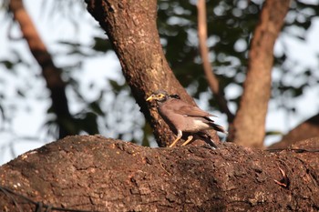 Sat, 10/13/2018 Birding report at ルンピニー公園