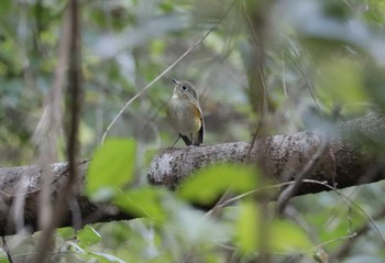 Red-flanked Bluetail 和歌山市 Sat, 12/9/2023