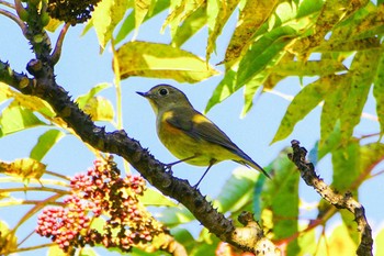 Red-flanked Bluetail 厚木七沢森林公園 Sun, 12/3/2023