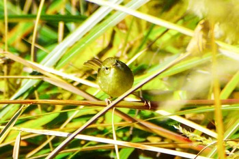 ウグイス 厚木七沢森林公園 2023年12月3日(日)