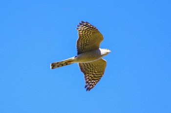 ハイタカ 厚木七沢森林公園 2023年12月3日(日)