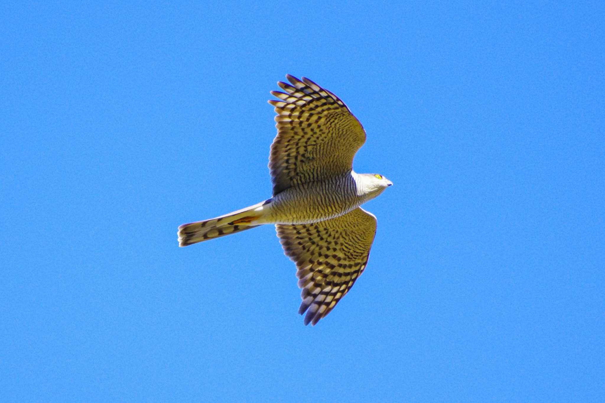 Eurasian Sparrowhawk