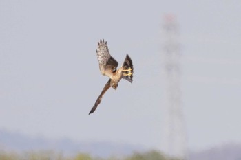 Eastern Marsh Harrier Unknown Spots Sat, 12/9/2023