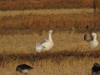 Snow Goose Izunuma Mon, 12/11/2023