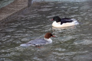 カワアイサ 真駒内公園 2023年12月10日(日)