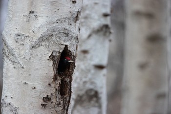 Black Woodpecker Makomanai Park Sun, 12/10/2023