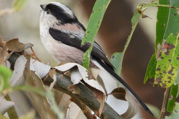 Long-tailed Tit 岡山旭川 Mon, 12/11/2023