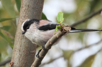 Long-tailed Tit 岡山旭川 Mon, 12/11/2023