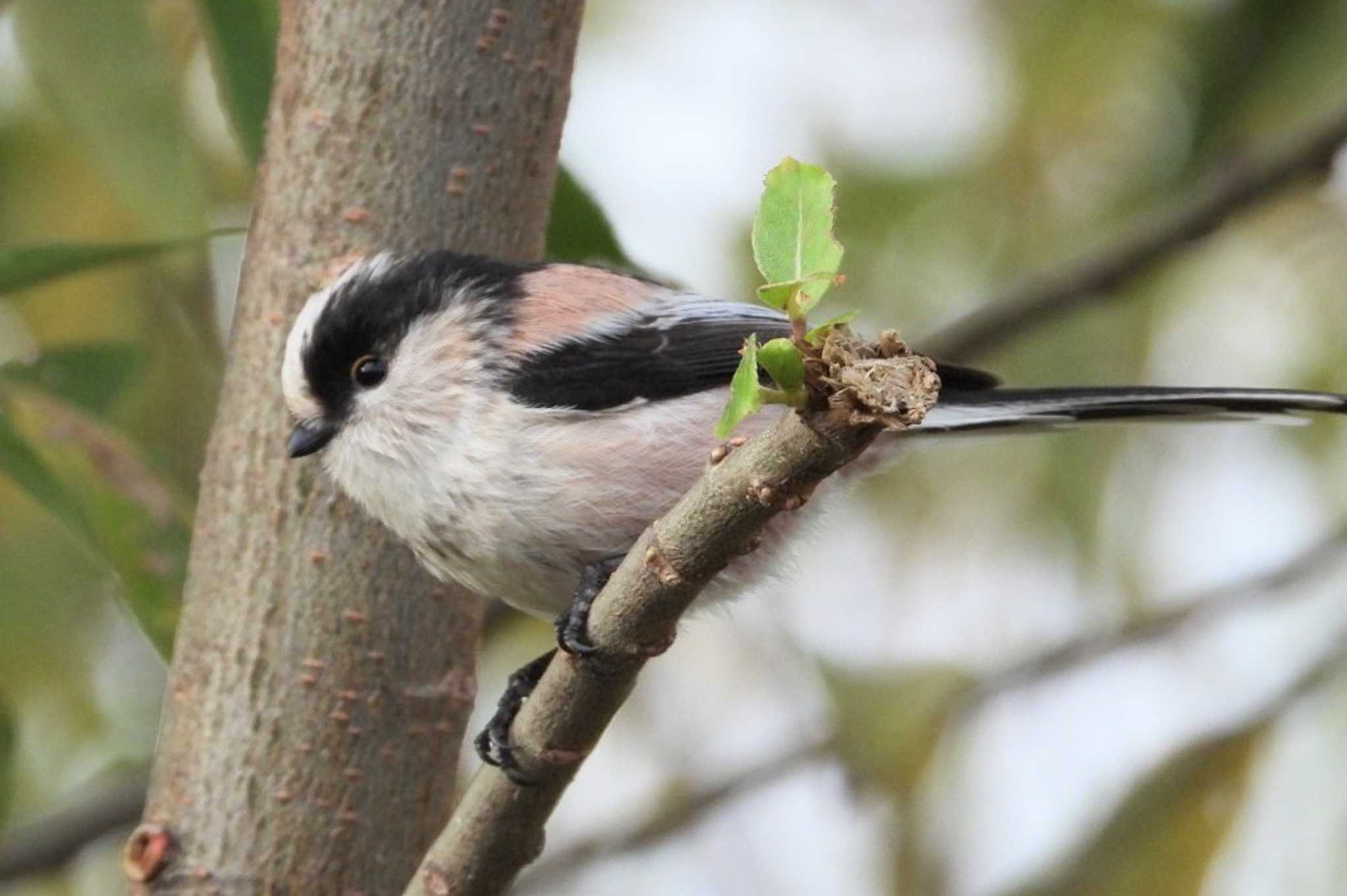 Photo of Long-tailed Tit at 岡山旭川 by タケ