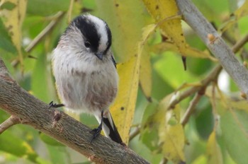 Long-tailed Tit 岡山旭川 Mon, 12/11/2023