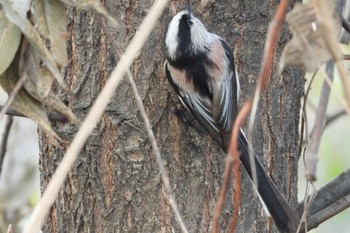 Long-tailed Tit 岡山旭川 Mon, 12/11/2023