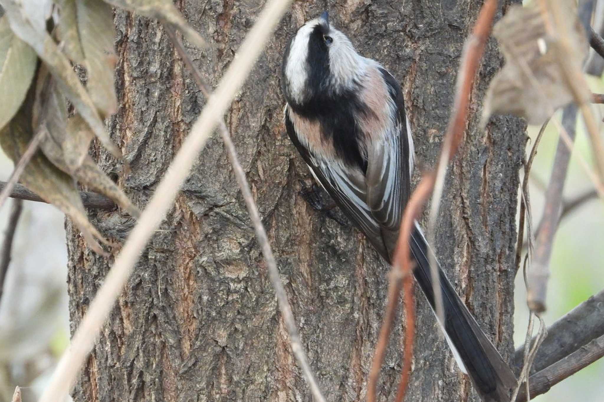 Photo of Long-tailed Tit at 岡山旭川 by タケ