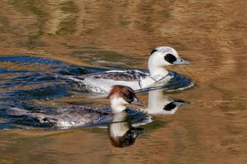 Sat, 12/9/2023 Birding report at Suwako Lake