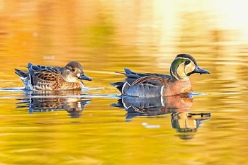 トモエガモ 見沼自然公園 2023年12月9日(土)