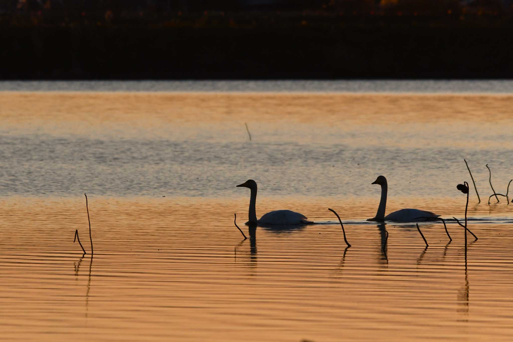 Whooper Swan