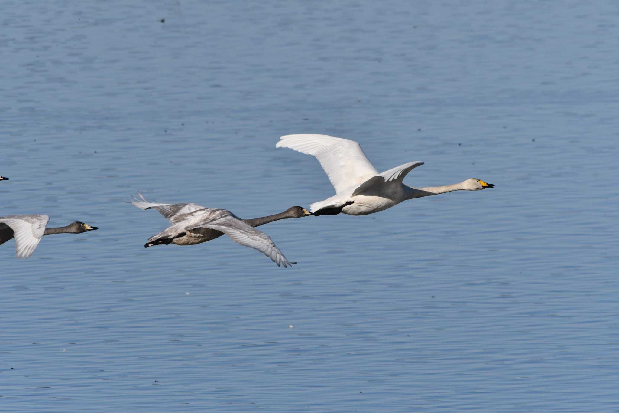 Whooper Swan