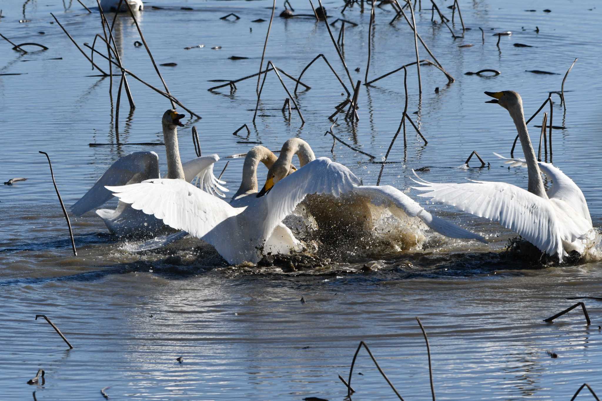 Whooper Swan