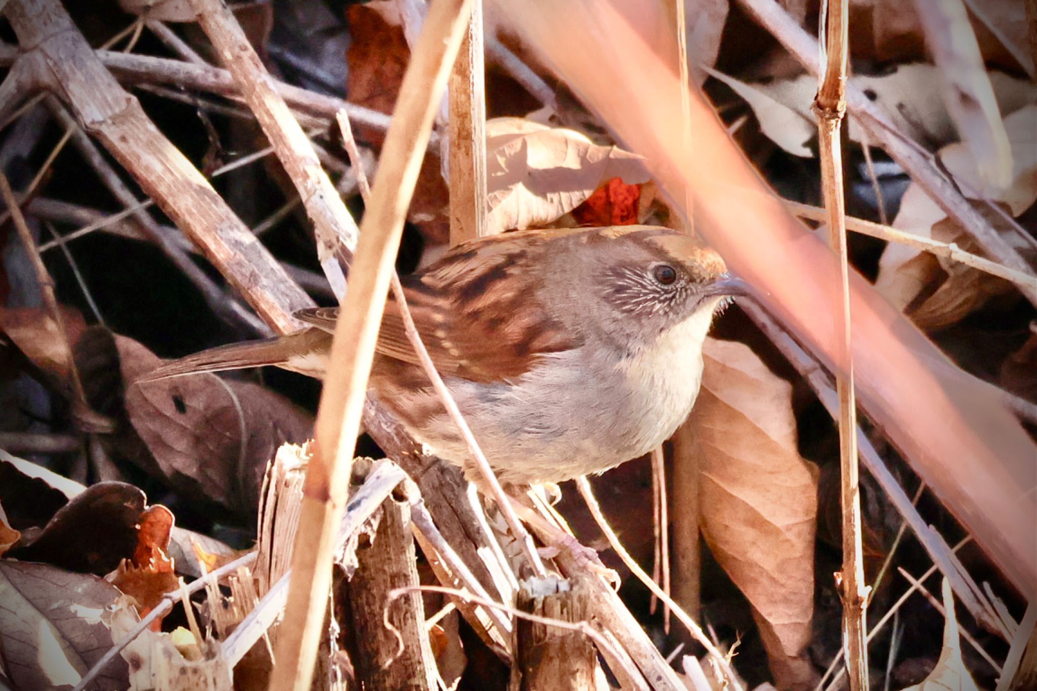 Japanese Accentor