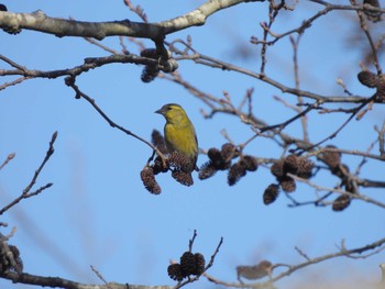 Eurasian Siskin 軽井沢 Sun, 12/10/2023