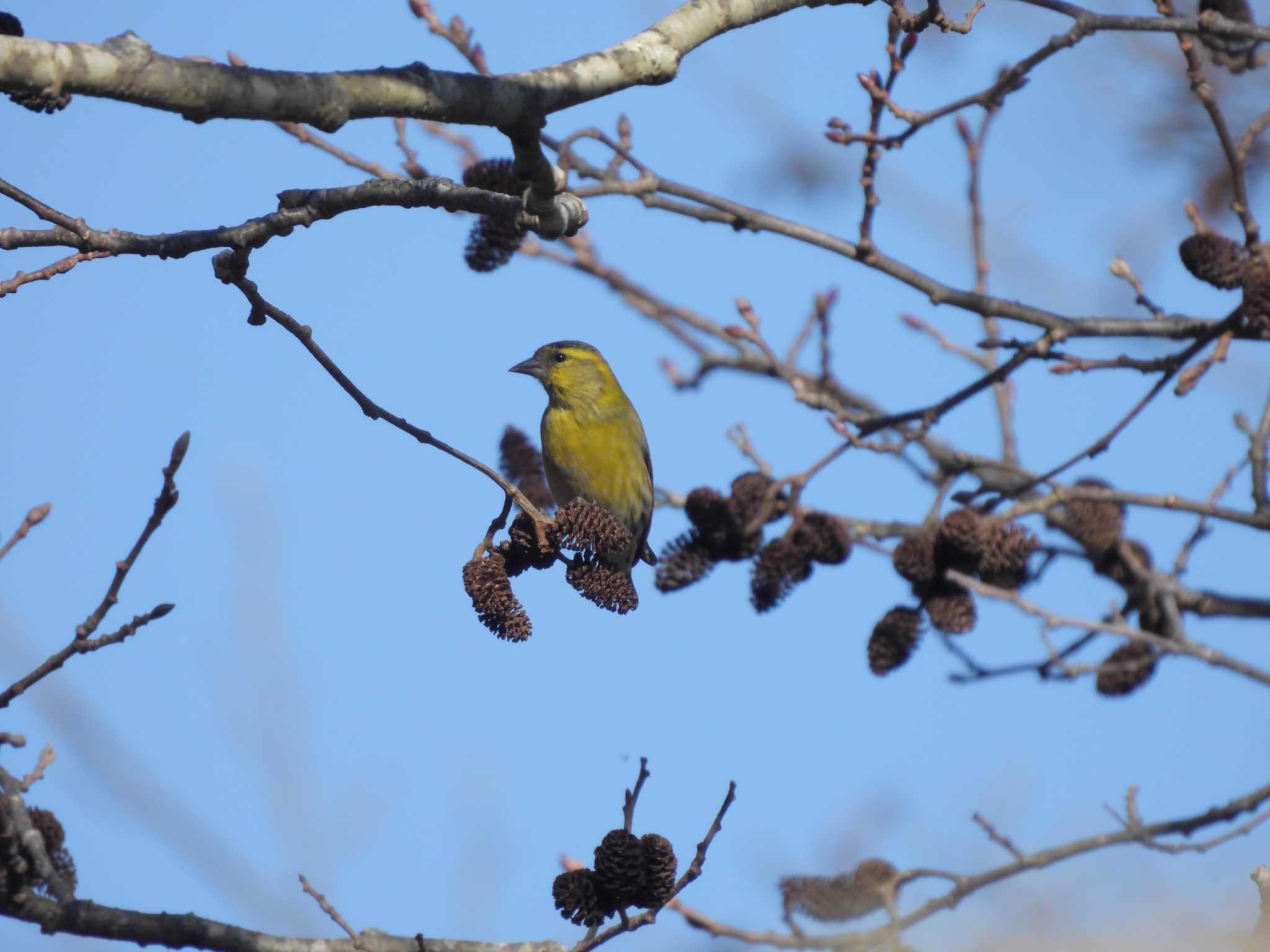 Photo of Eurasian Siskin at 軽井沢 by mashiko