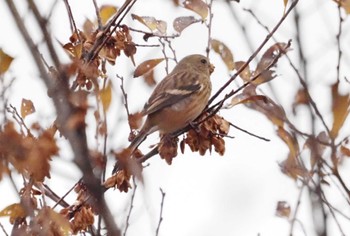 Siberian Long-tailed Rosefinch 武庫川 Tue, 12/12/2023