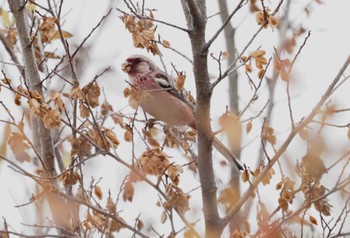 Siberian Long-tailed Rosefinch 武庫川 Tue, 12/12/2023