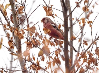 Siberian Long-tailed Rosefinch 武庫川 Tue, 12/12/2023