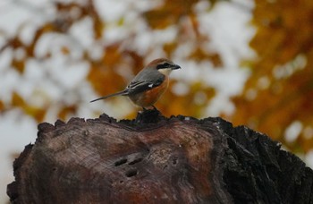 2023年12月12日(火) 恩智川治水緑地の野鳥観察記録