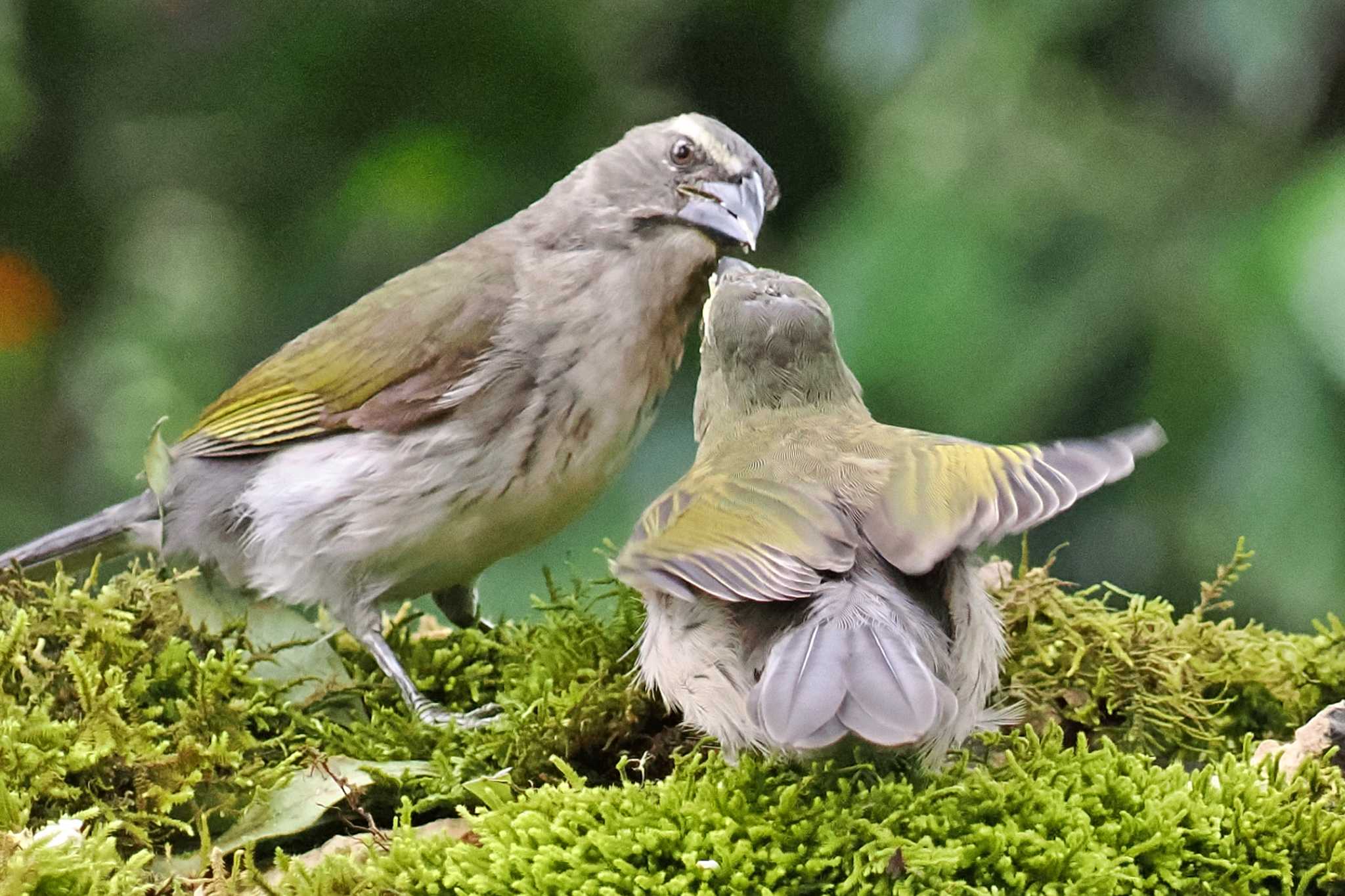 Photo of Streaked Saltator at コロンビア by 藤原奏冥