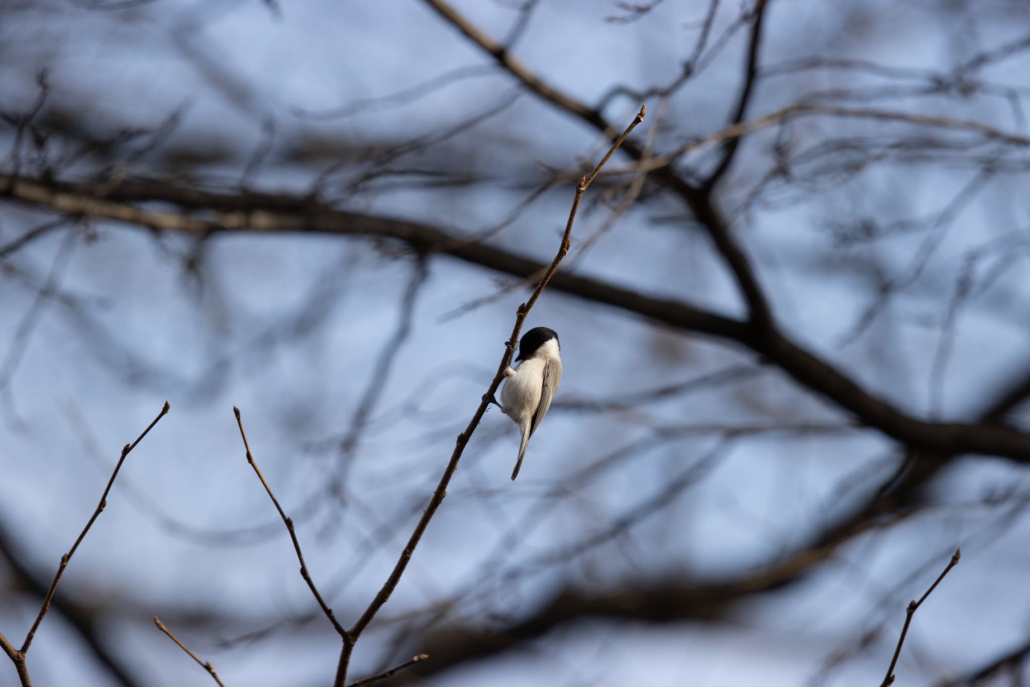 Photo of Marsh Tit at Makomanai Park by アカウント5644