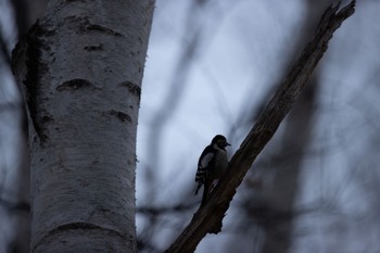 Great Spotted Woodpecker Makomanai Park Sun, 12/10/2023